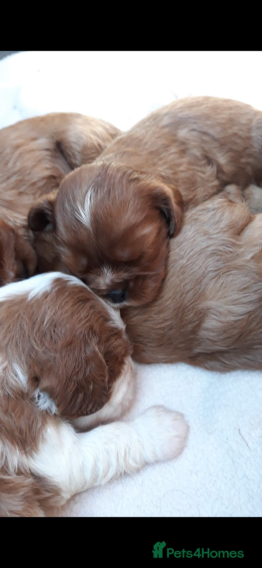 Cavalier King Charles Spaniel dogs for sale: Cavalier king charles spaniel  - Image 1