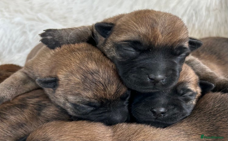 Cairn Terrier dogs - Advert 1