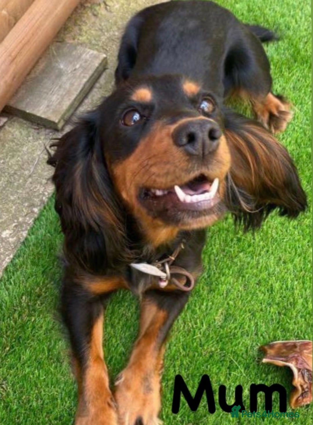 Cocker Spaniel dogs for sale: KC Reg Health Tested Working Cocker Spaniels - Image 26