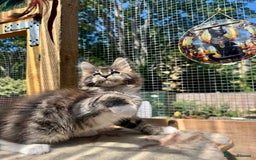 Maine Coon cats for sale: Champions- Bloodline Purebred Maine Coon Kittens  - Image 18