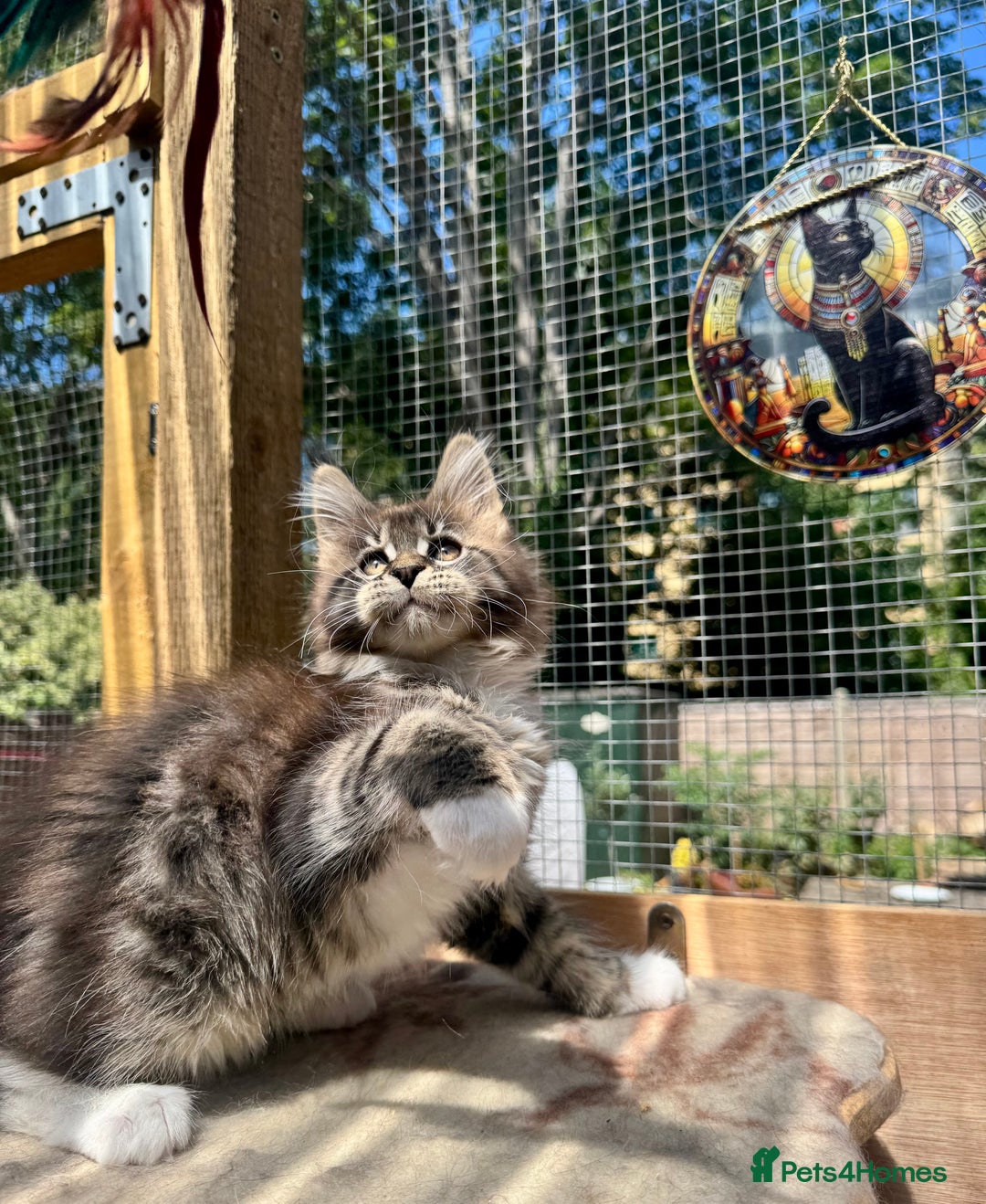 Maine Coon cats for sale: Champions- Bloodline Purebred Maine Coon Kittens  - Image 18