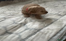 Cavapoochon dogs for sale: Beautiful cavapoochon puppies - Image 6
