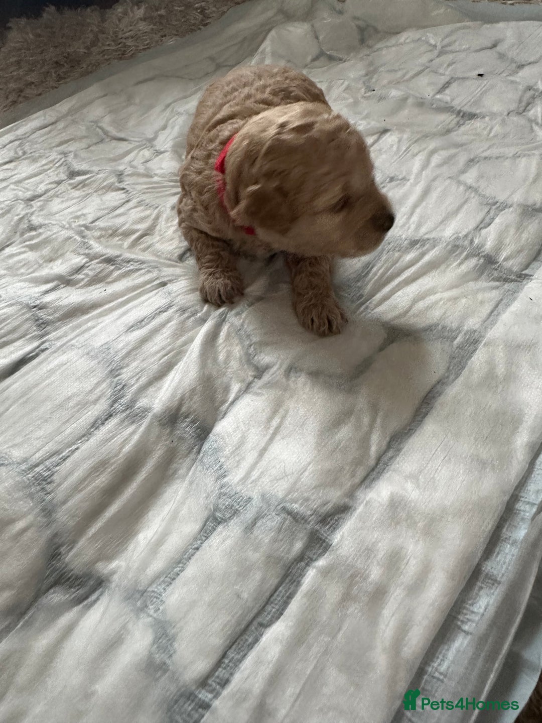 Cavapoochon dogs for sale: Beautiful cavapoochon puppies - Image 6