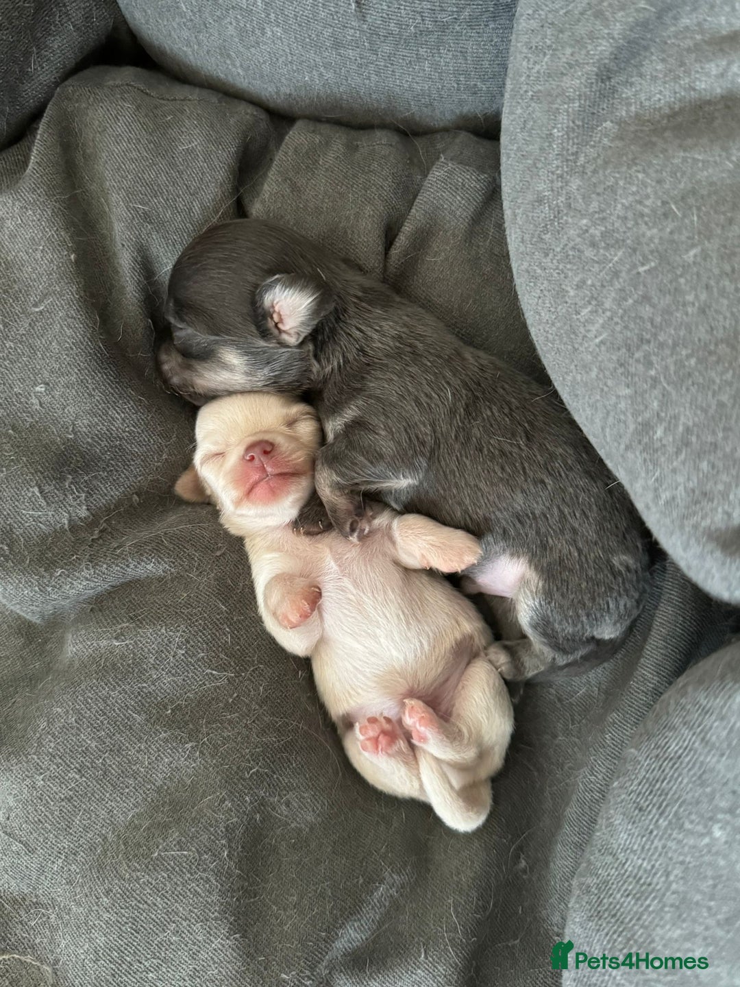 Chihuahua dogs for stud: STUD: Gorgeous White Long Coat Chihuahua  in Aldershot - Image 19