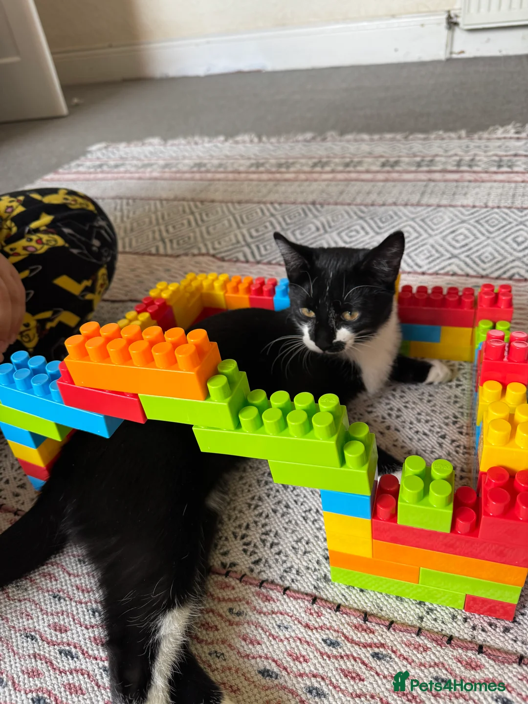 Domestic Shorthair cats for sale: Nino she is 10 months old . - Advert 4