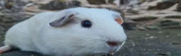 Guinea Pig rodents for sale: Male smooth haired guinea pigs - Advert 2