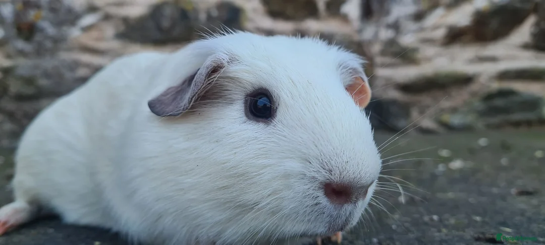 Guinea Pig rodents for sale: Male smooth haired guinea pigs - Advert 2