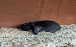 Mini Lop rabbits for sale: Mini lop rabbits - Advert 10