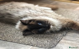 Ragdoll cats for stud: FOR STUD. Stunning GCCF reg active boy.  in Doncaster - Image 6