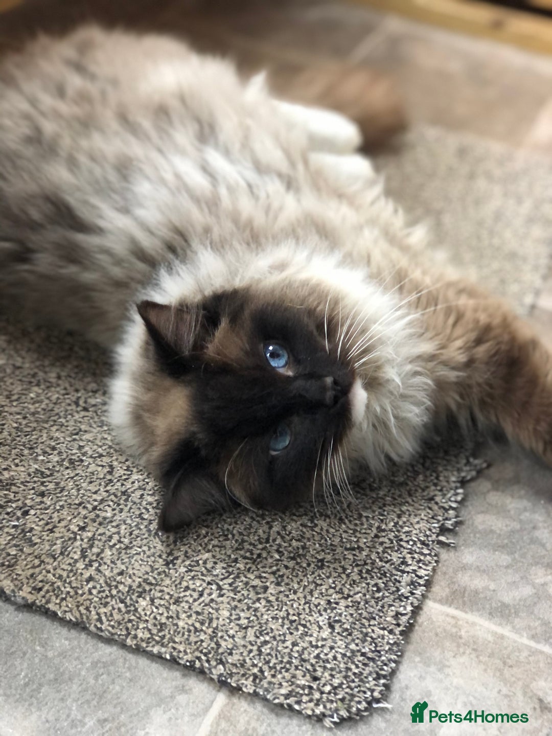 Ragdoll cats for stud: FOR STUD. Stunning GCCF reg active boy.  in Doncaster - Image 6