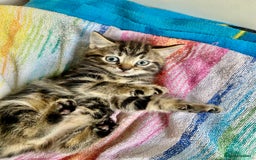 Mixed Breed cats for sale: 🐾 Adorable Tabby Kittens Looking for Their Homes! - Image 3
