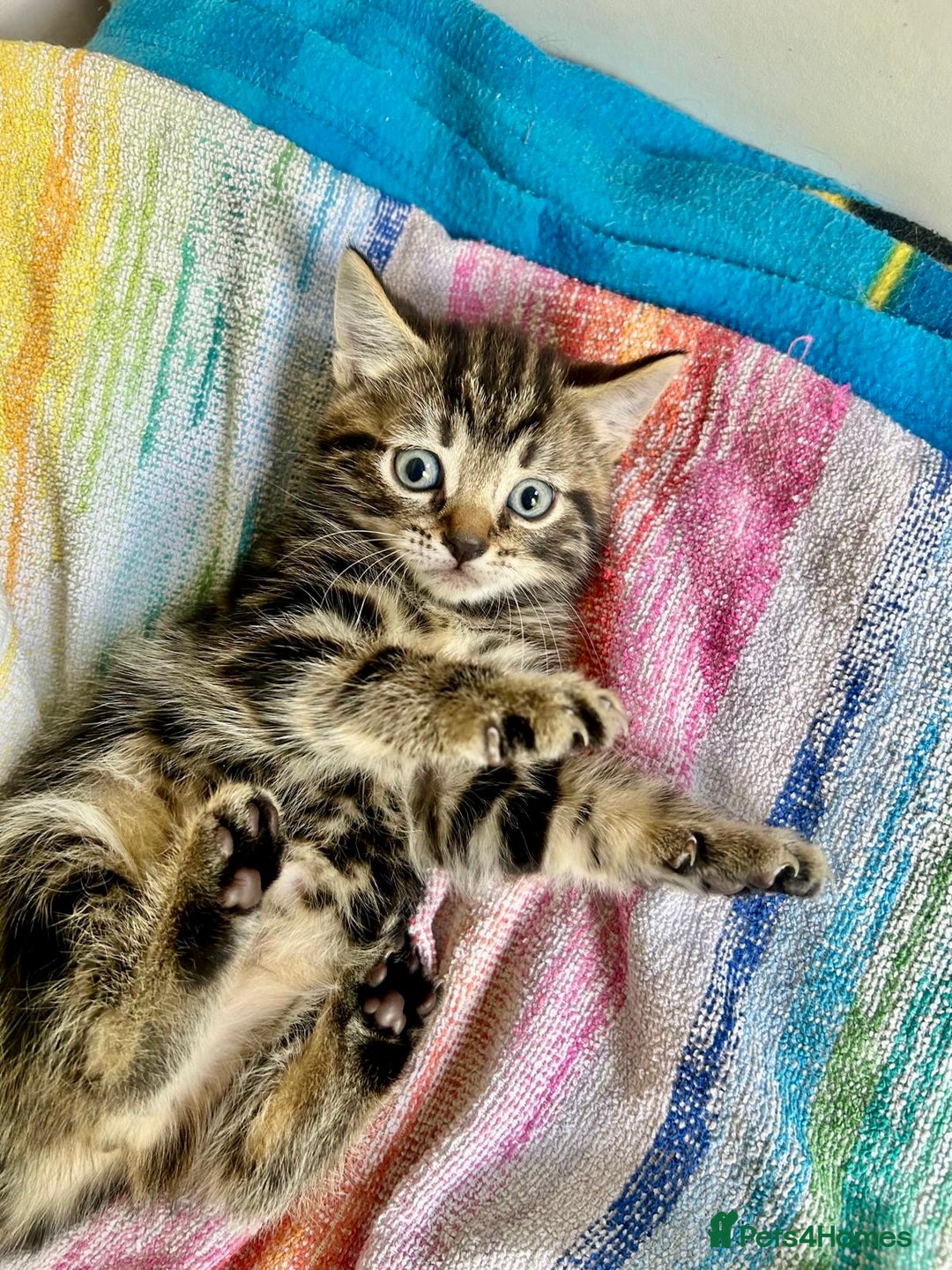 Mixed Breed cats for sale: 🐾 Adorable Tabby Kittens Looking for Their Homes! - Image 3