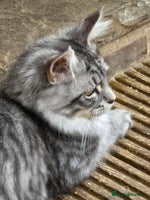 Maine Coon cats in Rotherham - Advert 5