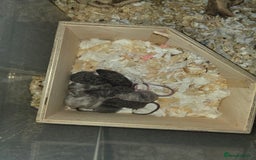 Mouse rodents for sale: 3 girls and 5 boys - Image 11