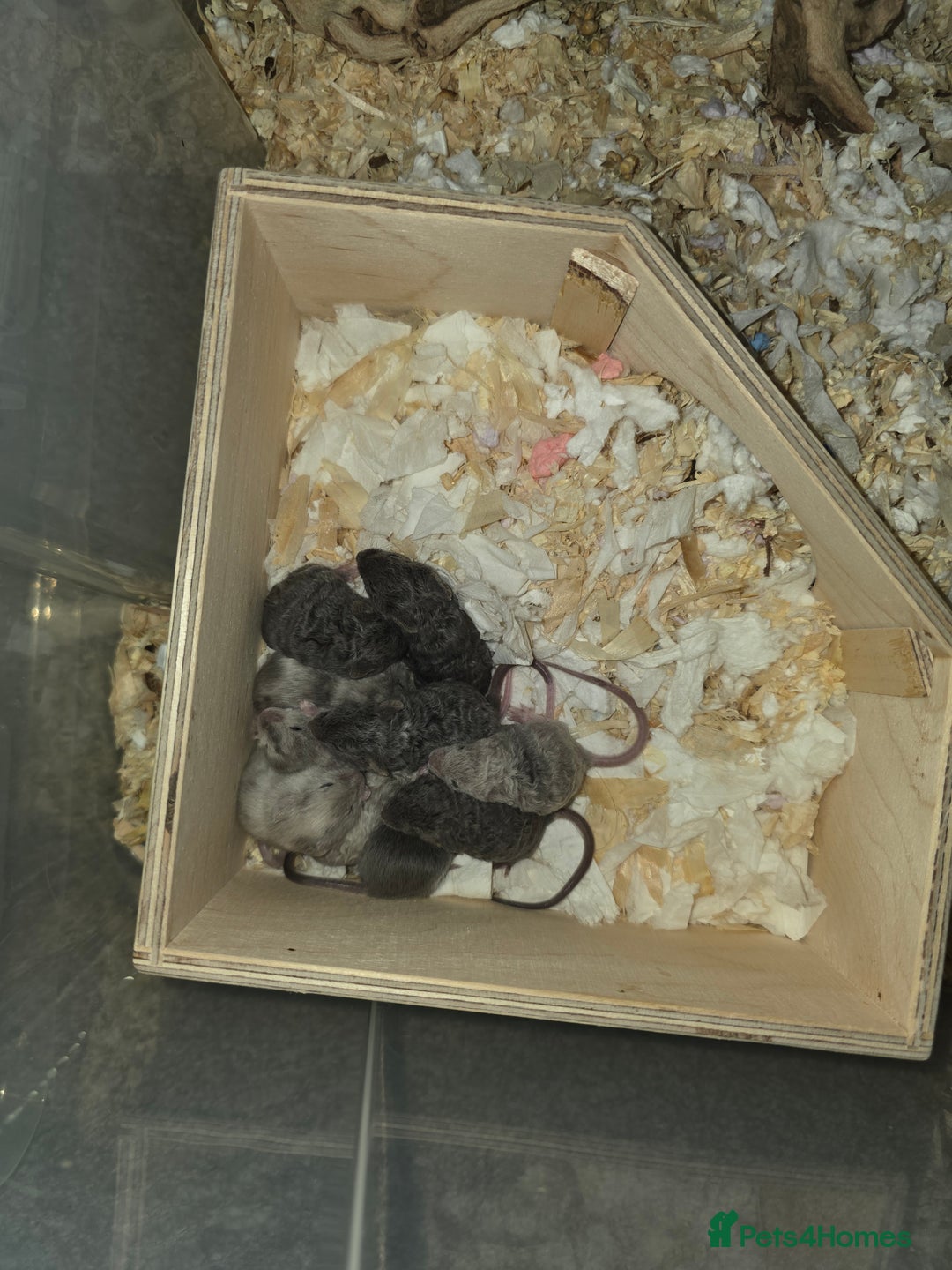 Mouse rodents for sale: 3 girls and 5 boys - Image 11