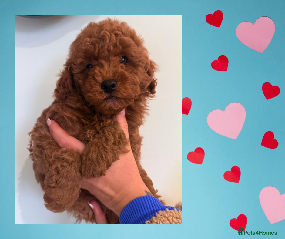 Maltipoo dogs Red mini maltipoo F1b puppies 😍💙💓 - Advert 2