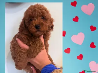 Maltipoo dogs Red mini maltipoo F1b puppies 😍💙💓 - Advert 2