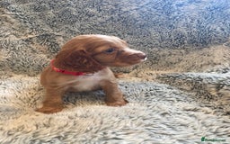 Cocker Spaniel dogs for sale: Beautiful cocker spaniel puppies  - Image 4