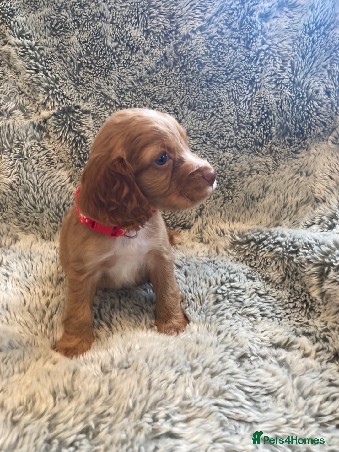 Cocker Spaniel dogs for sale: Beautiful cocker spaniel puppies  - Image 4