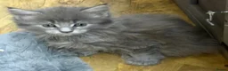 Maine Coon cats for sale: Mainecoon  - Advert 6