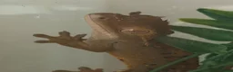 Gecko reptiles for sale: Crested gecko and full set up 45 x 45 x 60 in Tonypandy - Advert 4