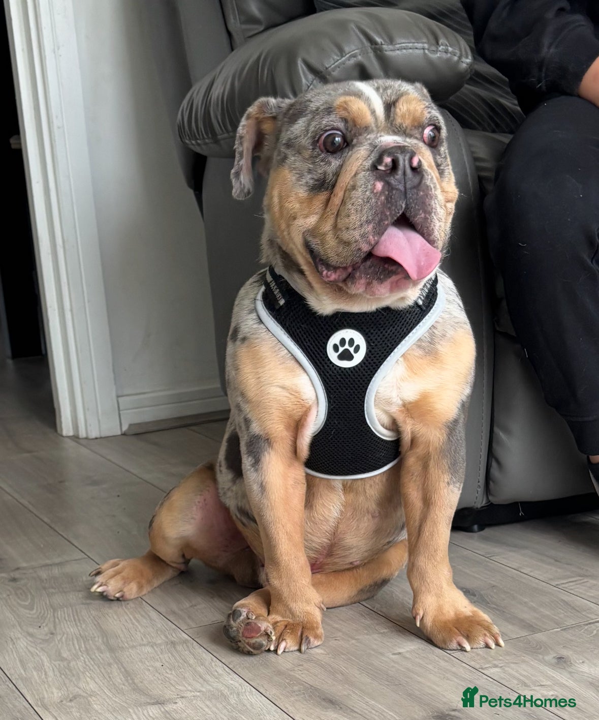 English Bulldog dogs English Bulldog FRANK - Advert 2