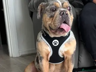 English Bulldog dogs English Bulldog FRANK - Advert 1