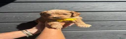 Cockapoo dogs for sale: Cockerpoos - Advert 9