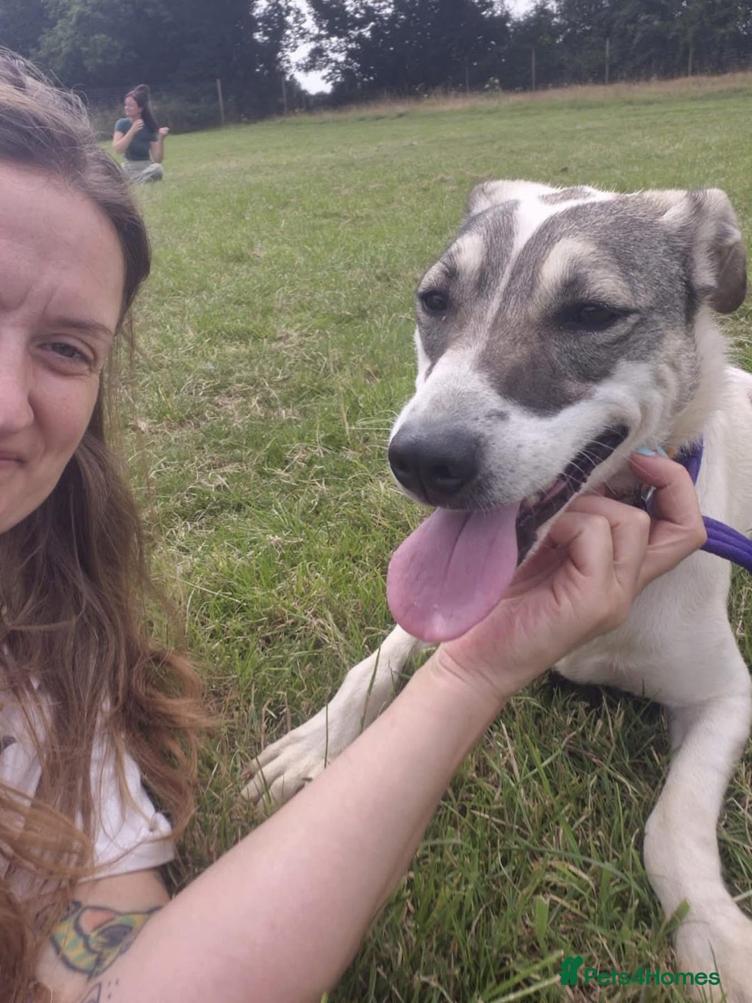 Mixed Breed dogs for adoption: Lotty (2) Norwich Norfolk  - Image 4