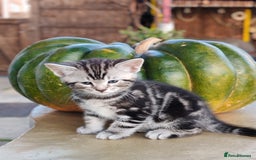 Mixed Breed cats for sale: Cute Bengal mix Kittens looking for loving homes🐱 - Image 17