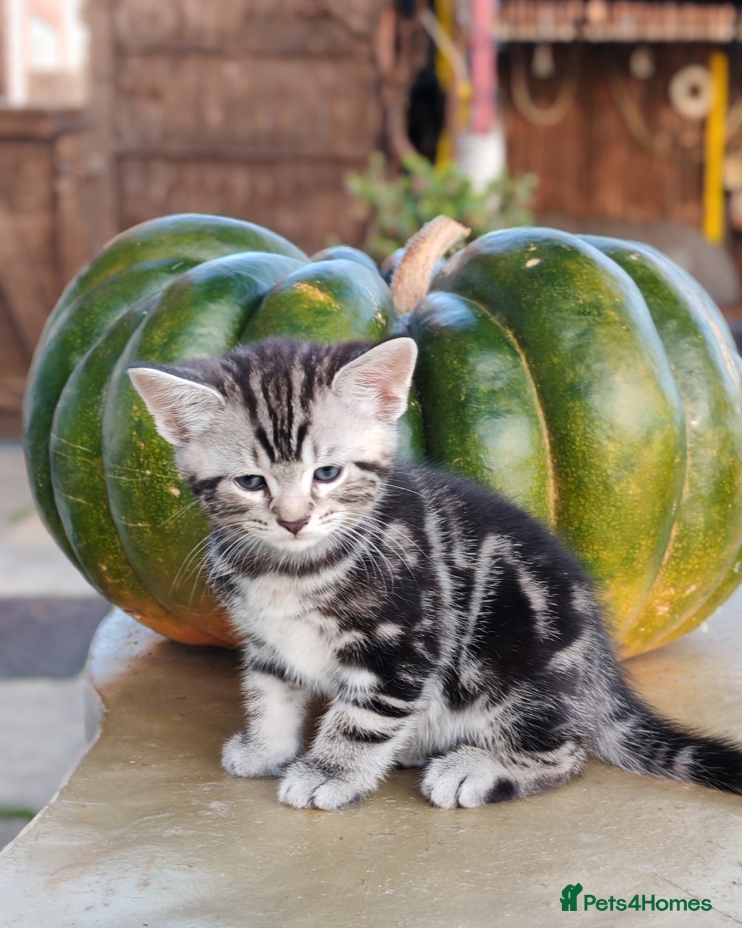 Mixed Breed cats for sale: Cute Bengal mix Kittens looking for loving homes🐱 - Image 17
