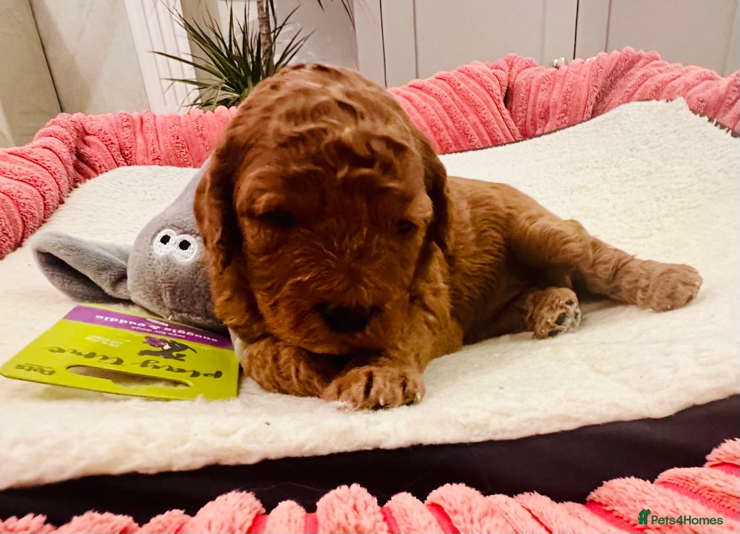 Cavapoo dogs for sale: Toy Cavapoo Puppies  - Advert 3