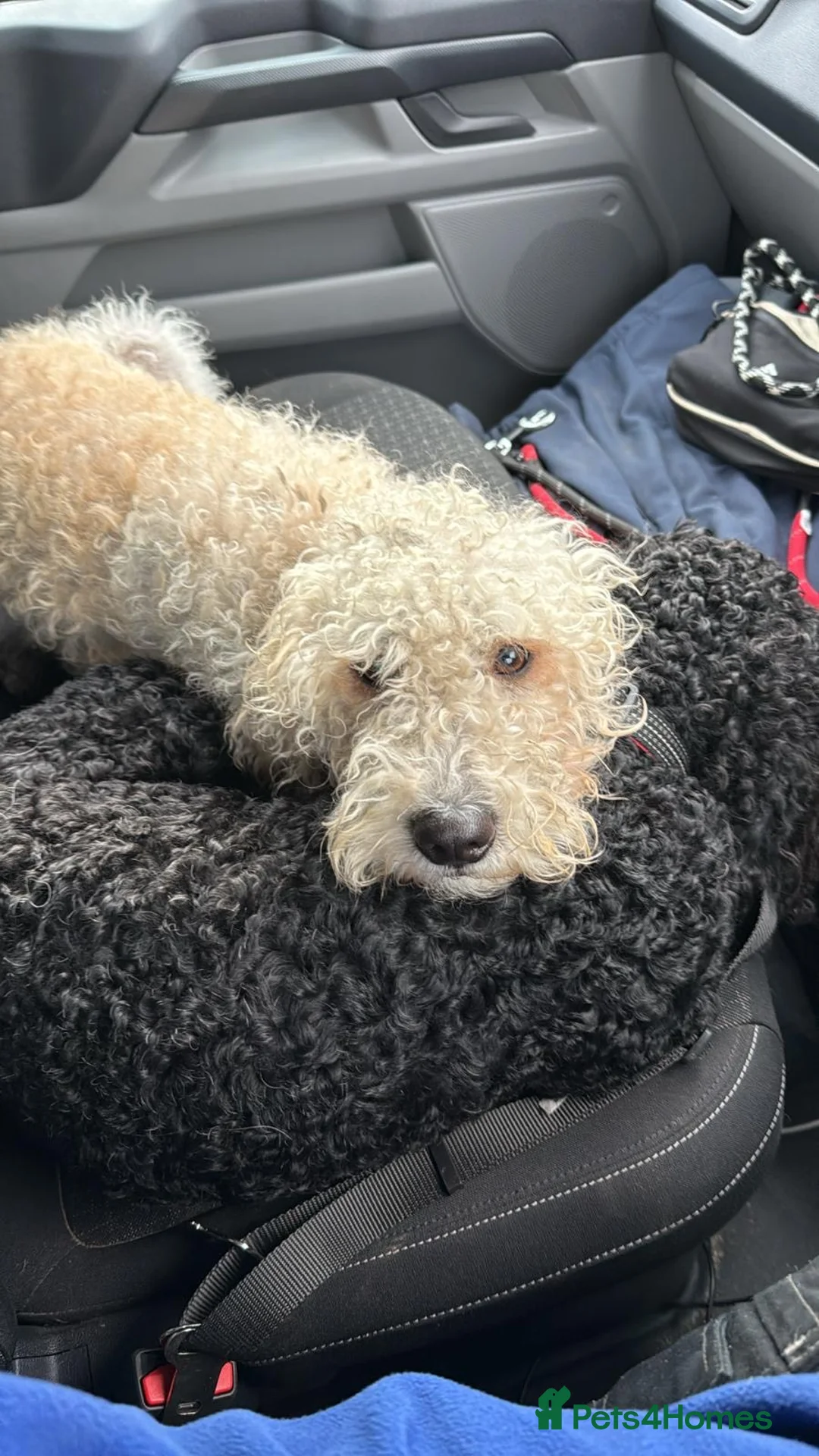 Cockapoo dogs for sale: 2 beautiful Cockerpoo boys - Advert 19