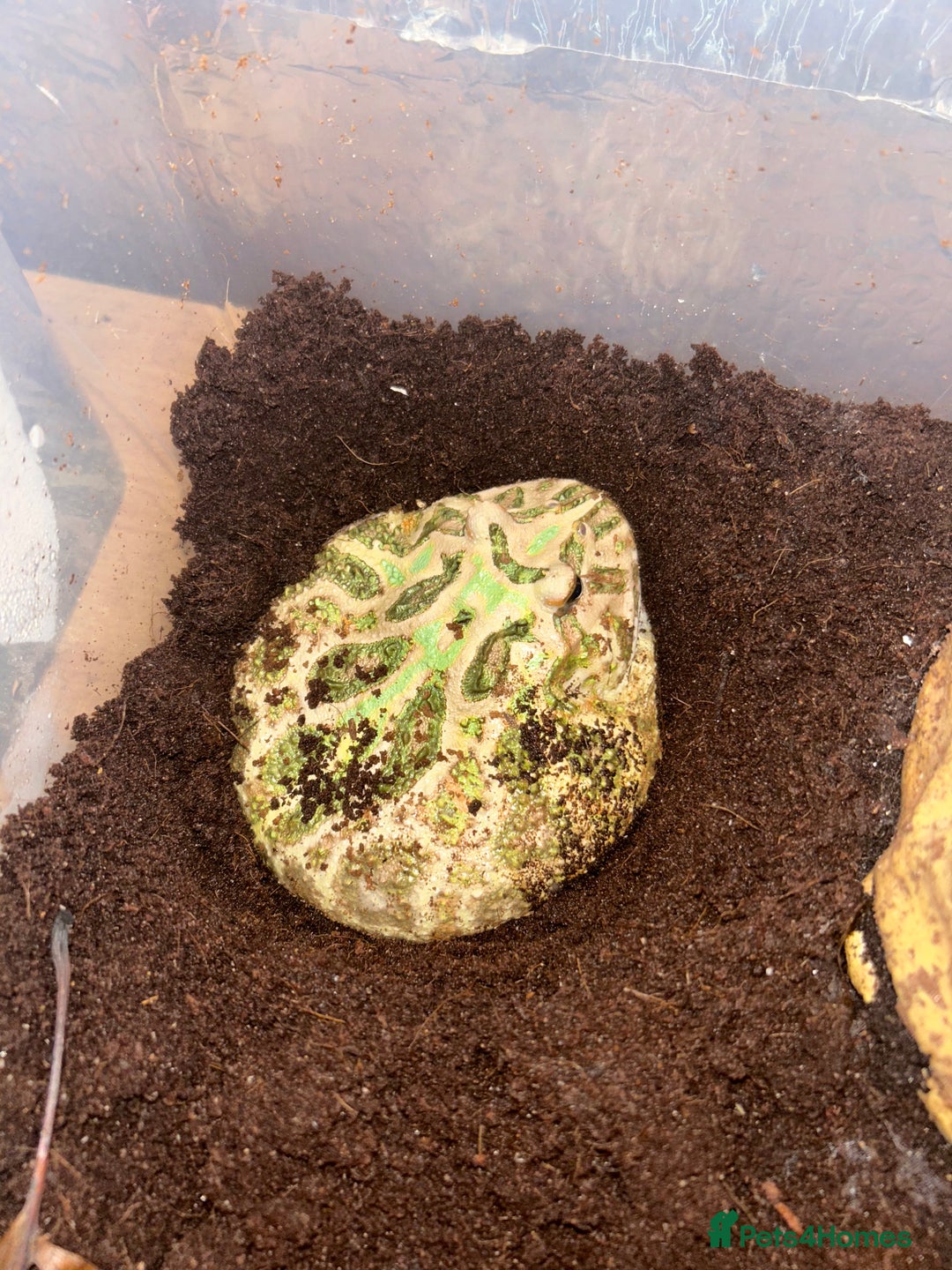 Frog reptiles for sale: Ornate Pac-Man Frog  - Advert 5