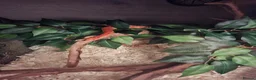 Corn Snake reptiles for sale: Mushu in Nottingham - Advert 6