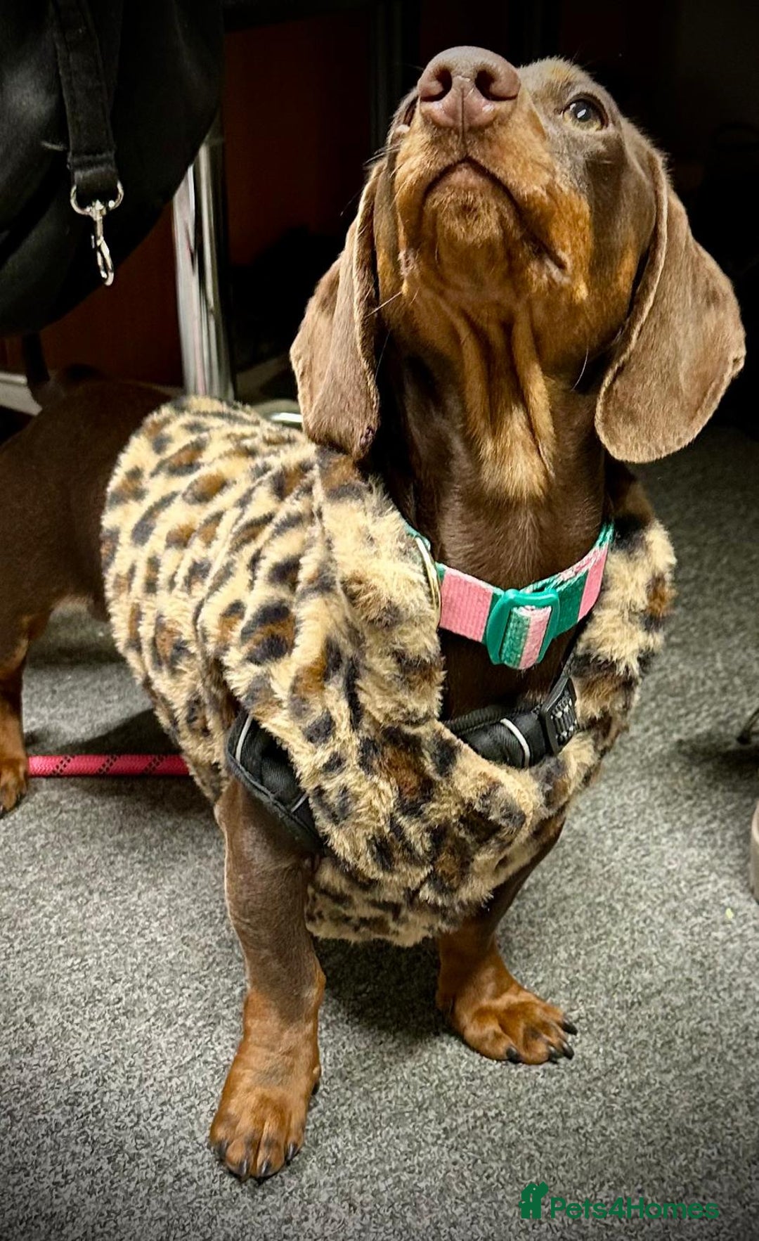 Dachshund dogs for sale: Dachshund for sale - Advert 4