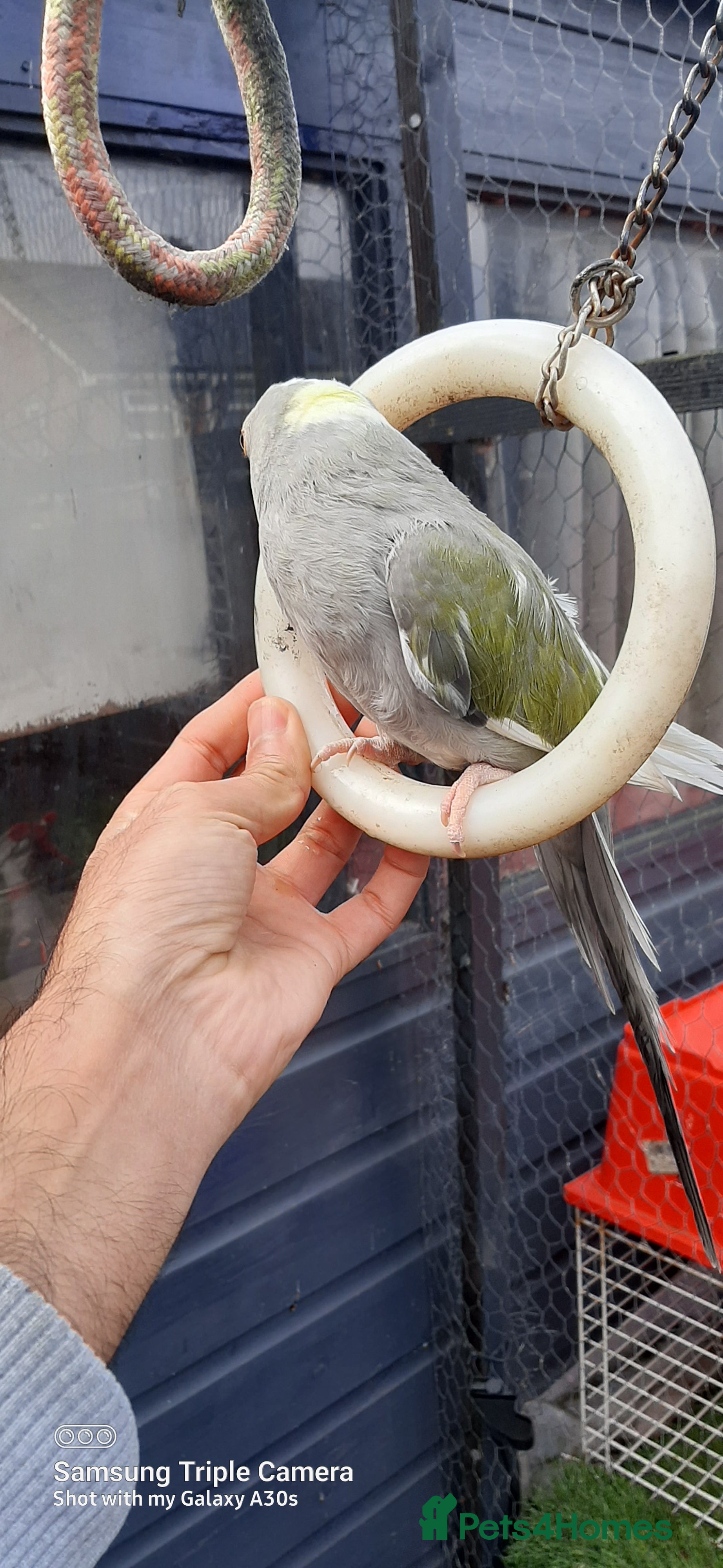 Parrots birds Reingnack recessive pied  - Advert 24