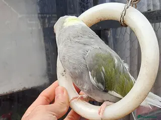 Parrots birds Reingnack recessive pied - Advert 5