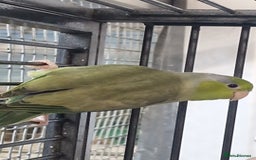 Parrots birds for sale: Stunning Birds/Parakeets/Parrots available  - Image 27