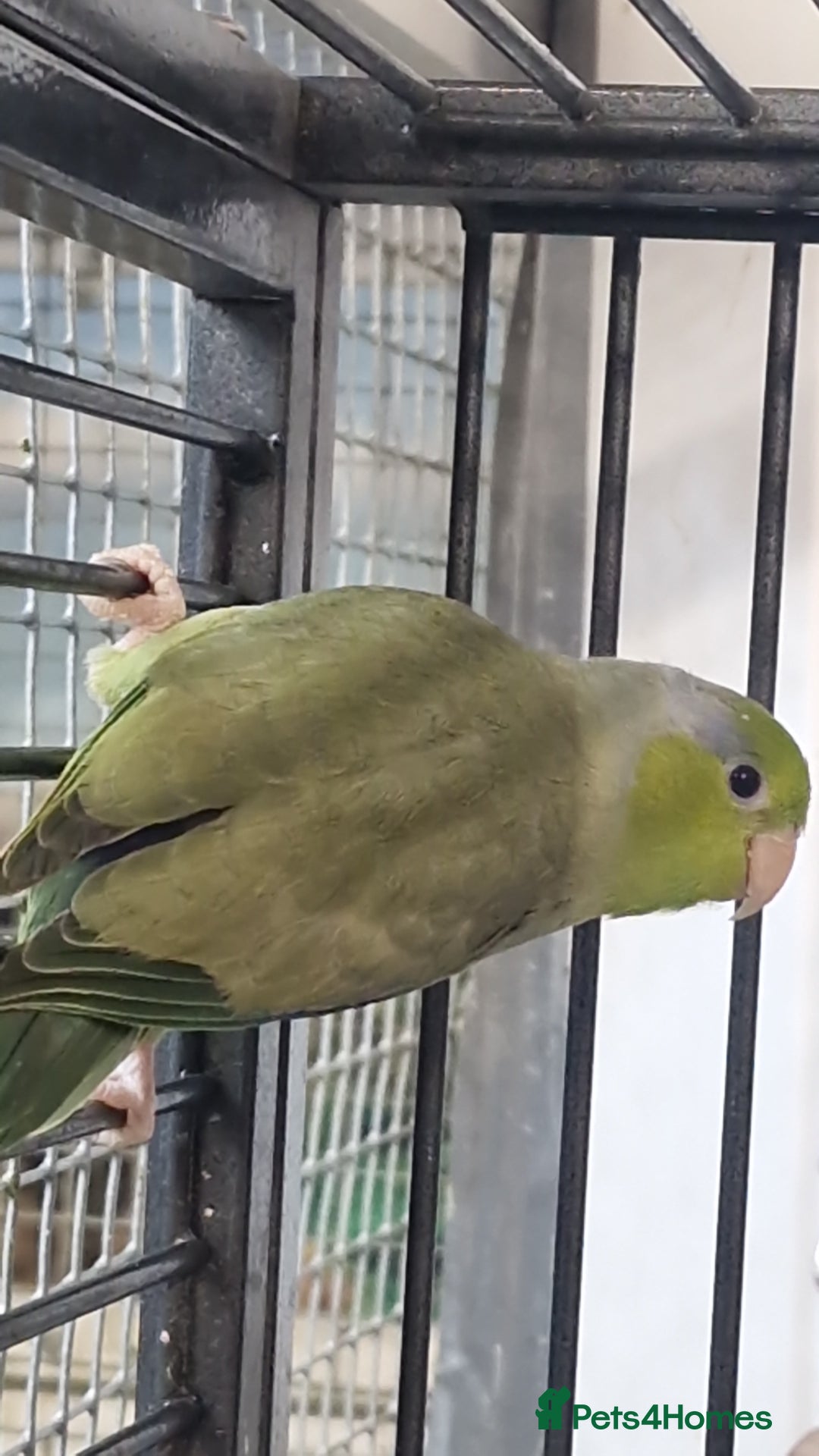 Parrots birds for sale: Stunning Birds/Parakeets/Parrots available  - Image 27