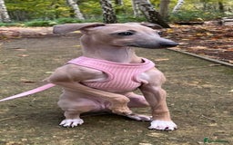Italian Greyhound dogs for sale: Stunning 4 month old Italian Greyhound KC Reg - Image 4