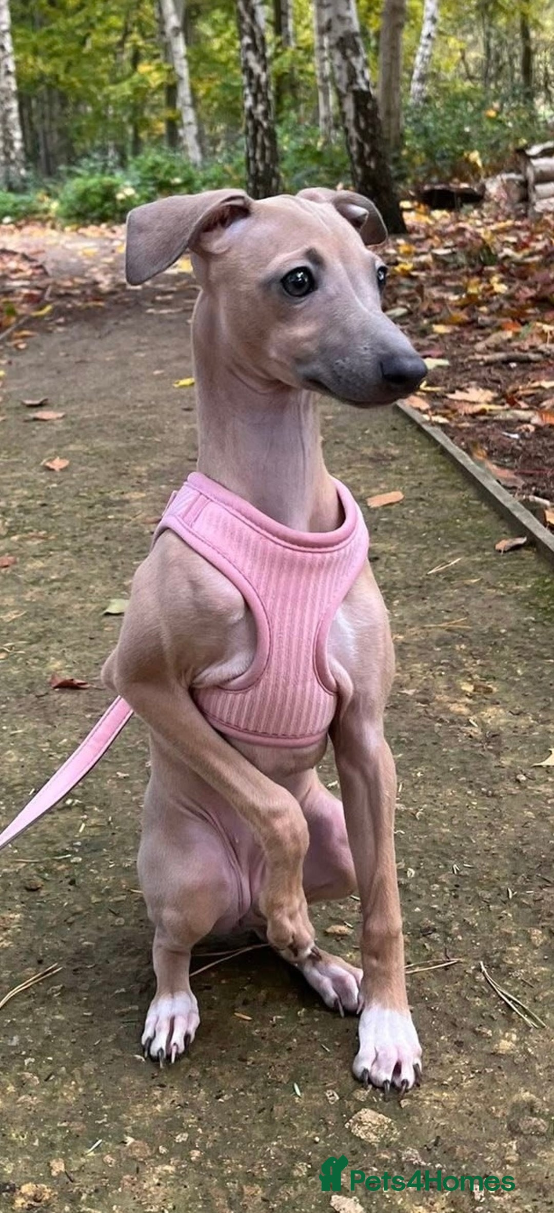 Italian Greyhound dogs for sale: Stunning 4 month old Italian Greyhound KC Reg - Image 4