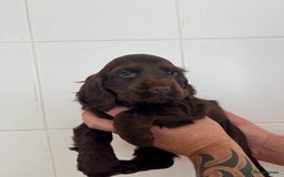 Cocker Spaniel dogs for sale: Chocolate show cocker spaniel  - Image 2