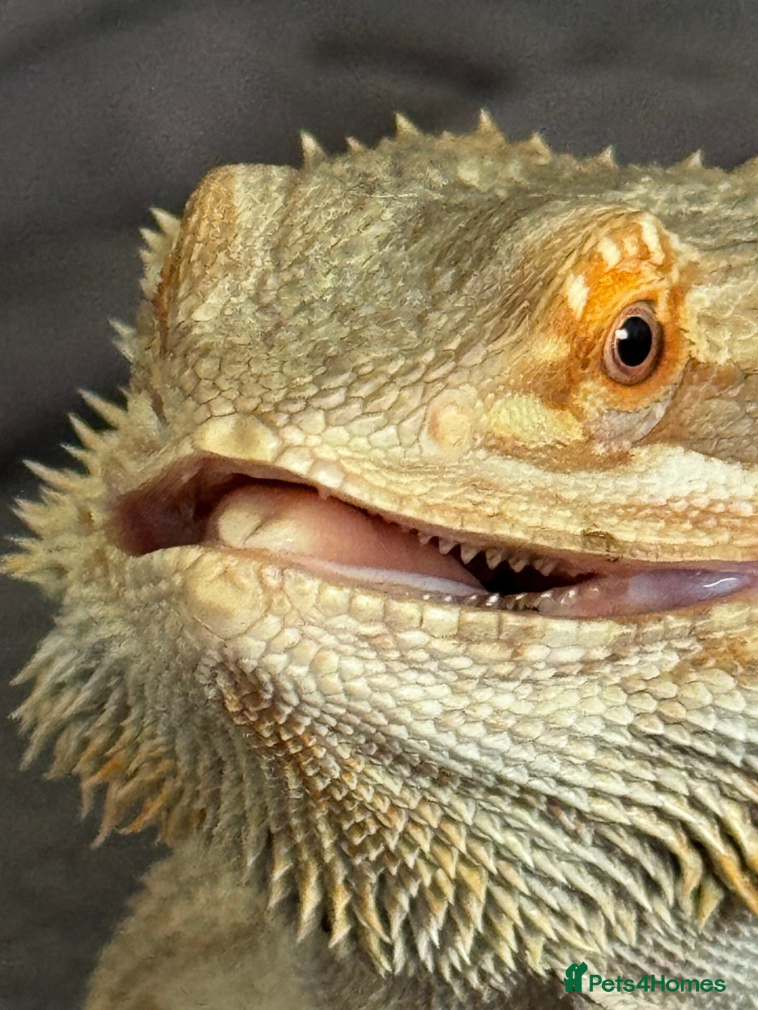 Bearded Dragon reptiles for sale: 18 month Male bearded dragon  - Advert 11