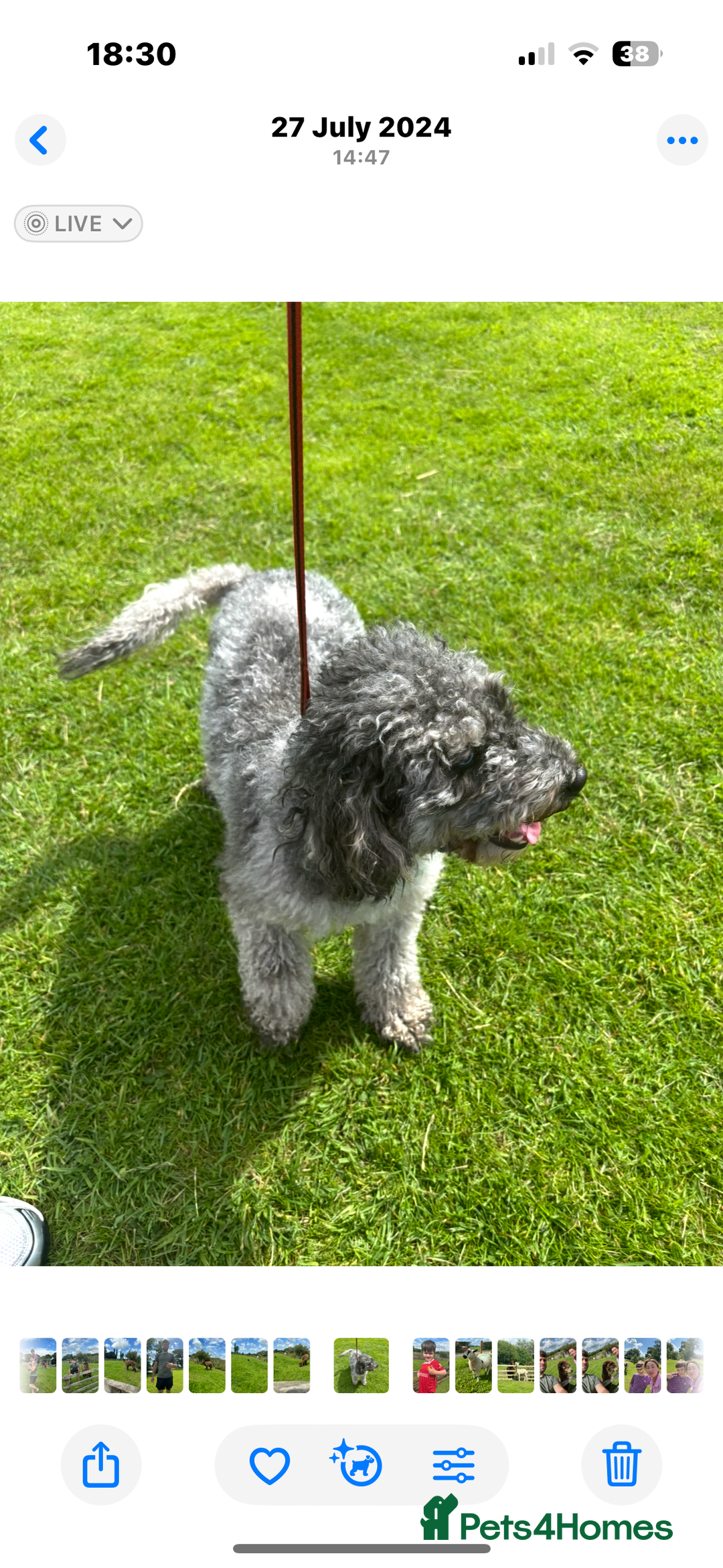 Cockapoo dogs for sale: Two beautiful girls  💞 - Image 3