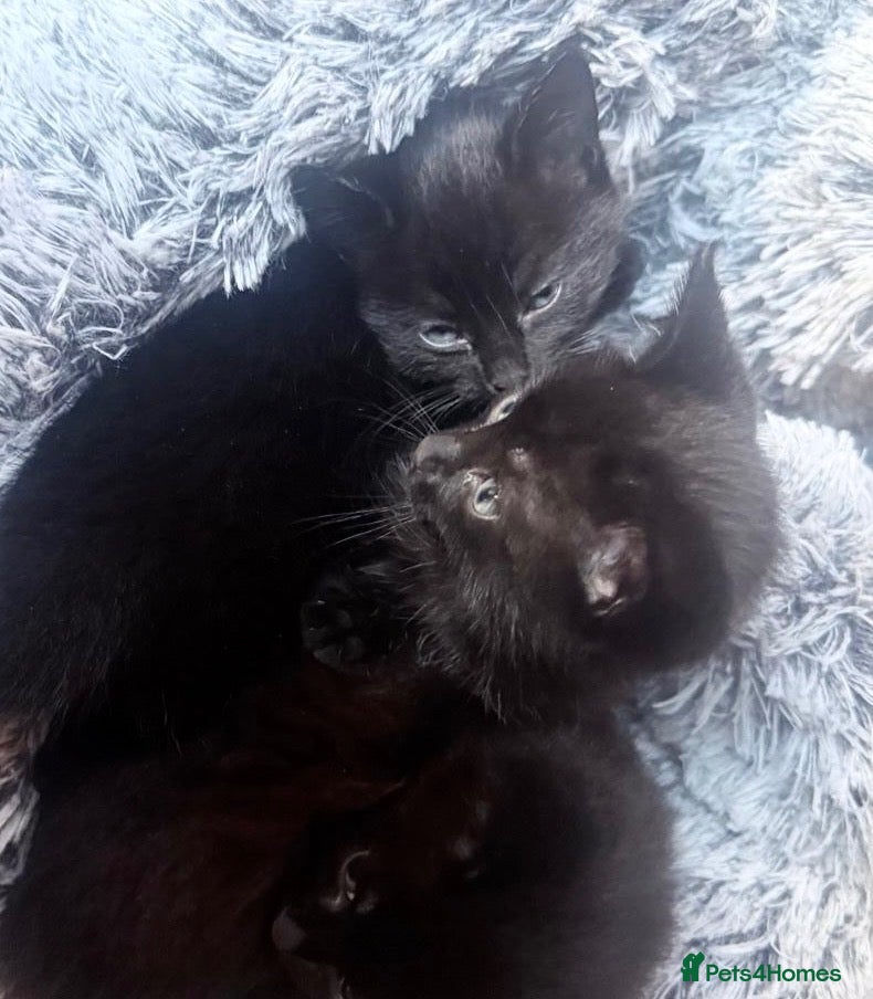 Mixed Breed cats Two beautiful black kittens - Advert 4