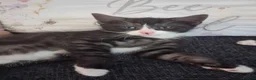 Mixed Breed cats for sale: Five beautiful kittens looking for a new home  - Advert 12
