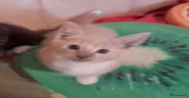 Mixed Breed cats - Advert 12