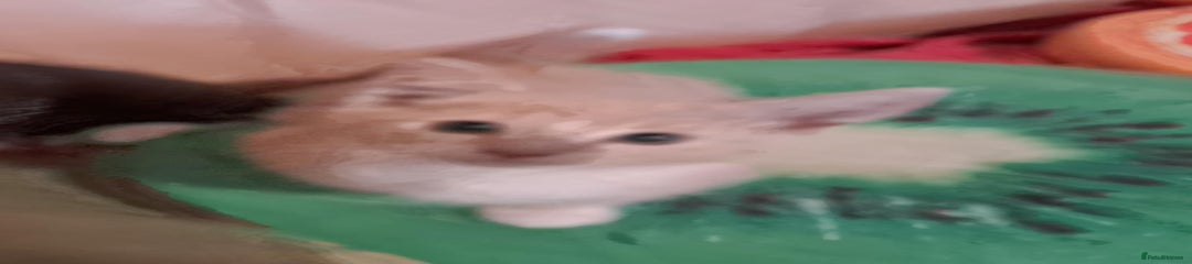 Mixed Breed Kitten 2