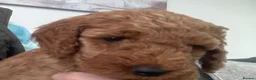 Cockapoo dogs for sale: COCKAPOO PUPPIES - Advert 4